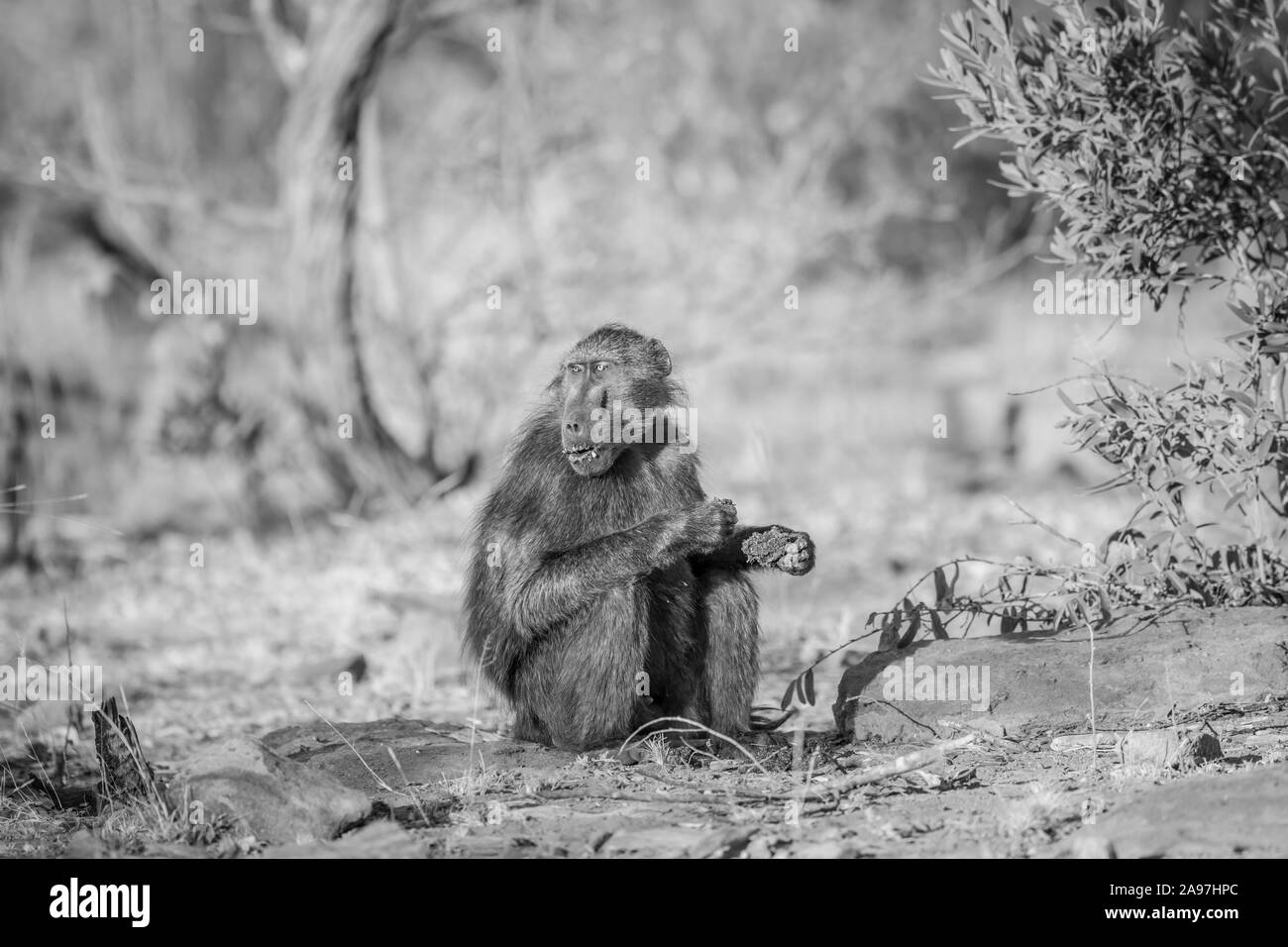 Chacma baboon Sitzen und Essen in das Gras in Schwarz und Weiß im Welgevonden Game Reserve, Südafrika. Stockfoto