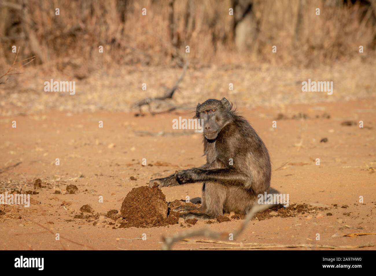 Chacma baboon Sitzen und Essen in die Welgevonden Game Reserve, Südafrika. Stockfoto