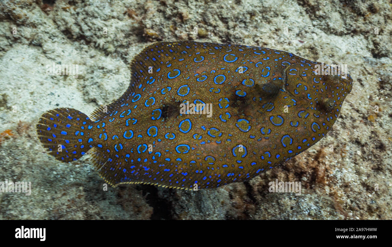 Peacock Flunder in Coral Reef Stockfoto