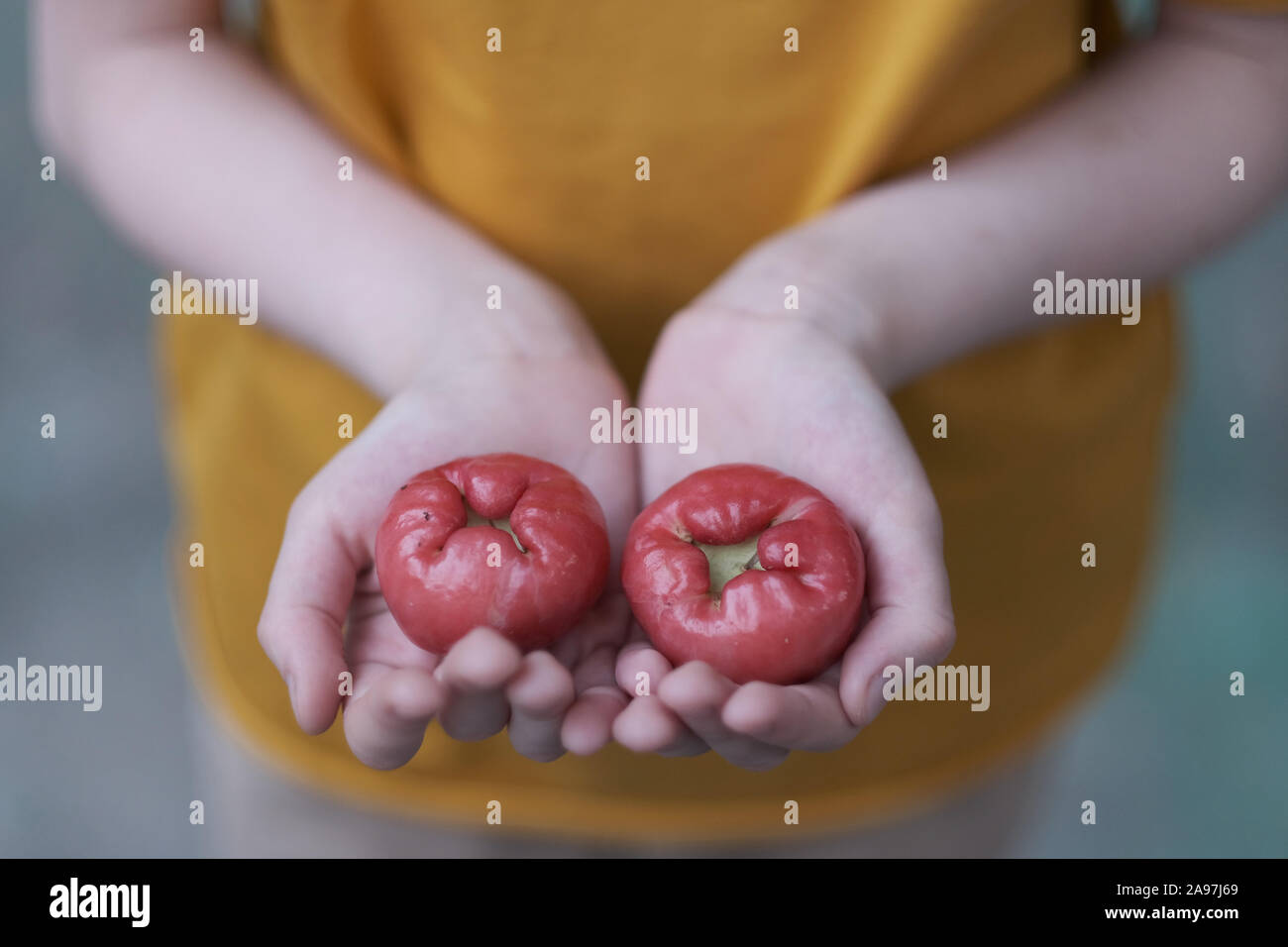 Früchte eines Wachs apple chompu in den Handflächen ein Kind Stockfoto