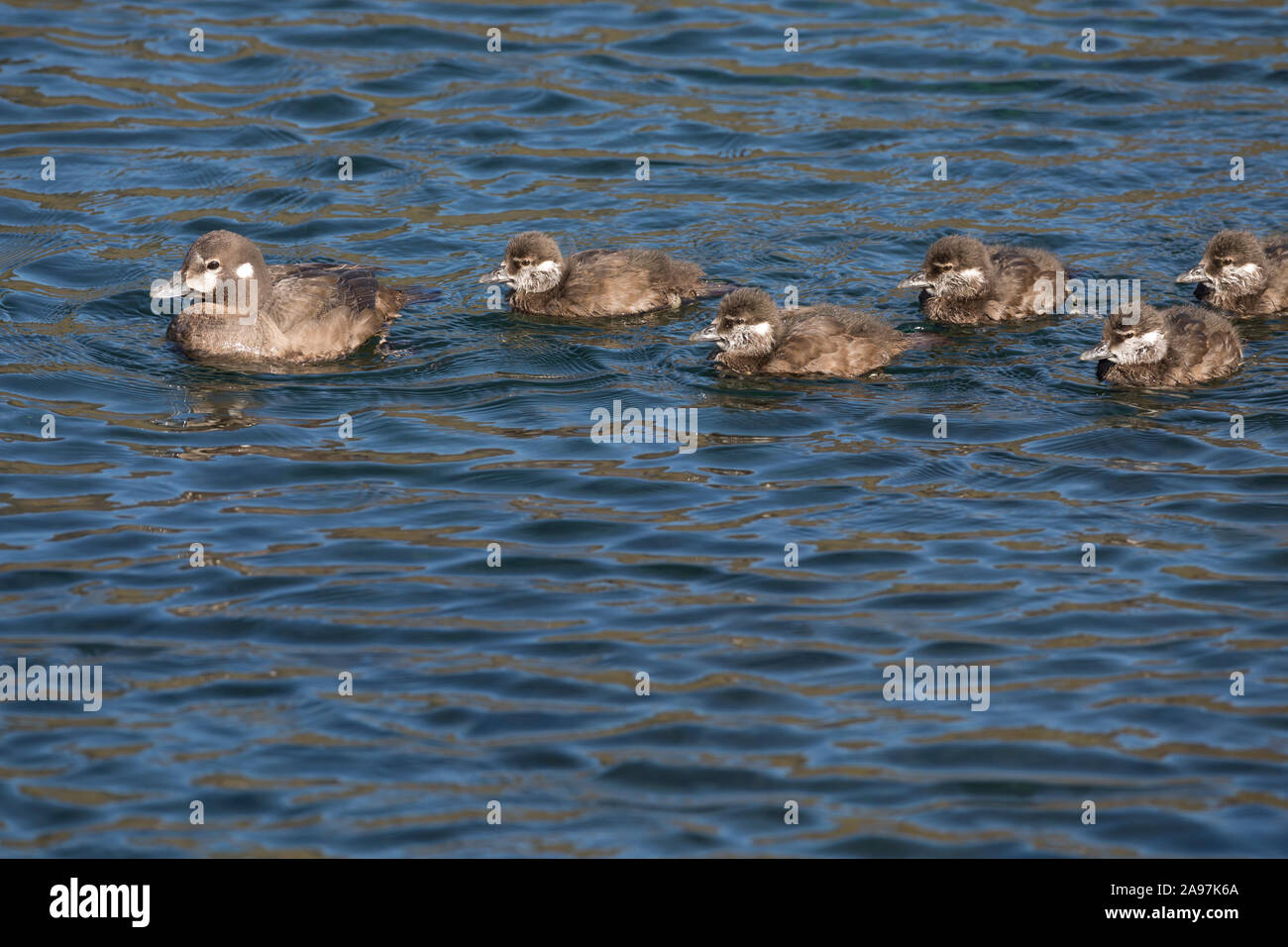 Kragenente, Kragen-Ente, Weibchen führt ihre Küken, Histrionicus histrionicus, Harlequin Duck, Lords und Ladies, lackierte Ente Stockfoto