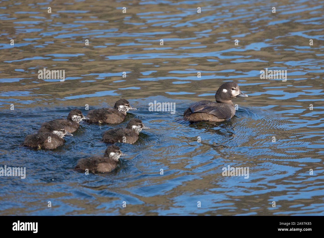 Kragenente, Kragen-Ente, Weibchen führt ihre Küken, Histrionicus histrionicus, Harlequin Duck, Lords und Ladies, lackierte Ente Stockfoto