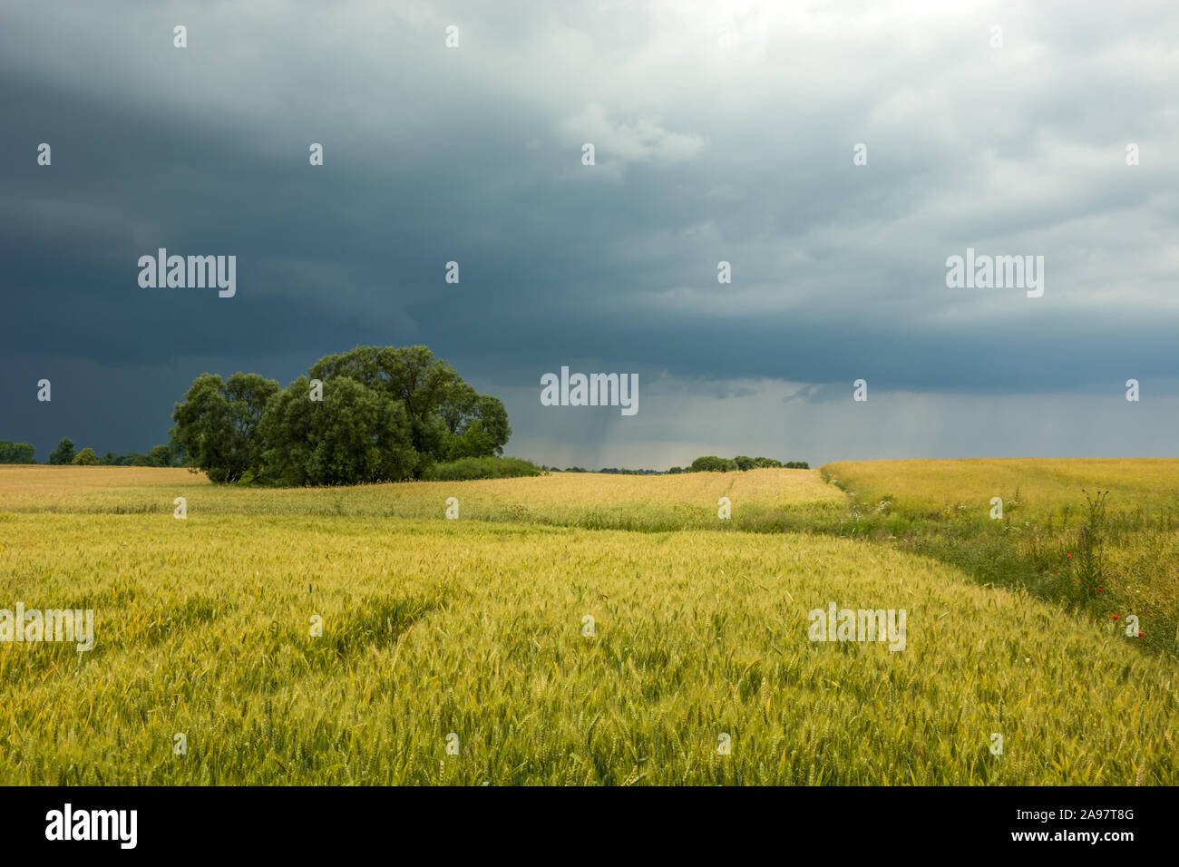 Feld mit Getreide, Bäume und trübe regnerische Himmel. Czulczyce, Polen Stockfoto