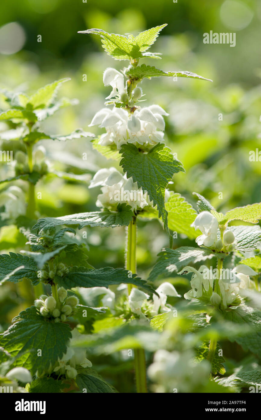 Lamium Album, Weisse Taubnessel, Weisse Tote Nessel Stockfoto