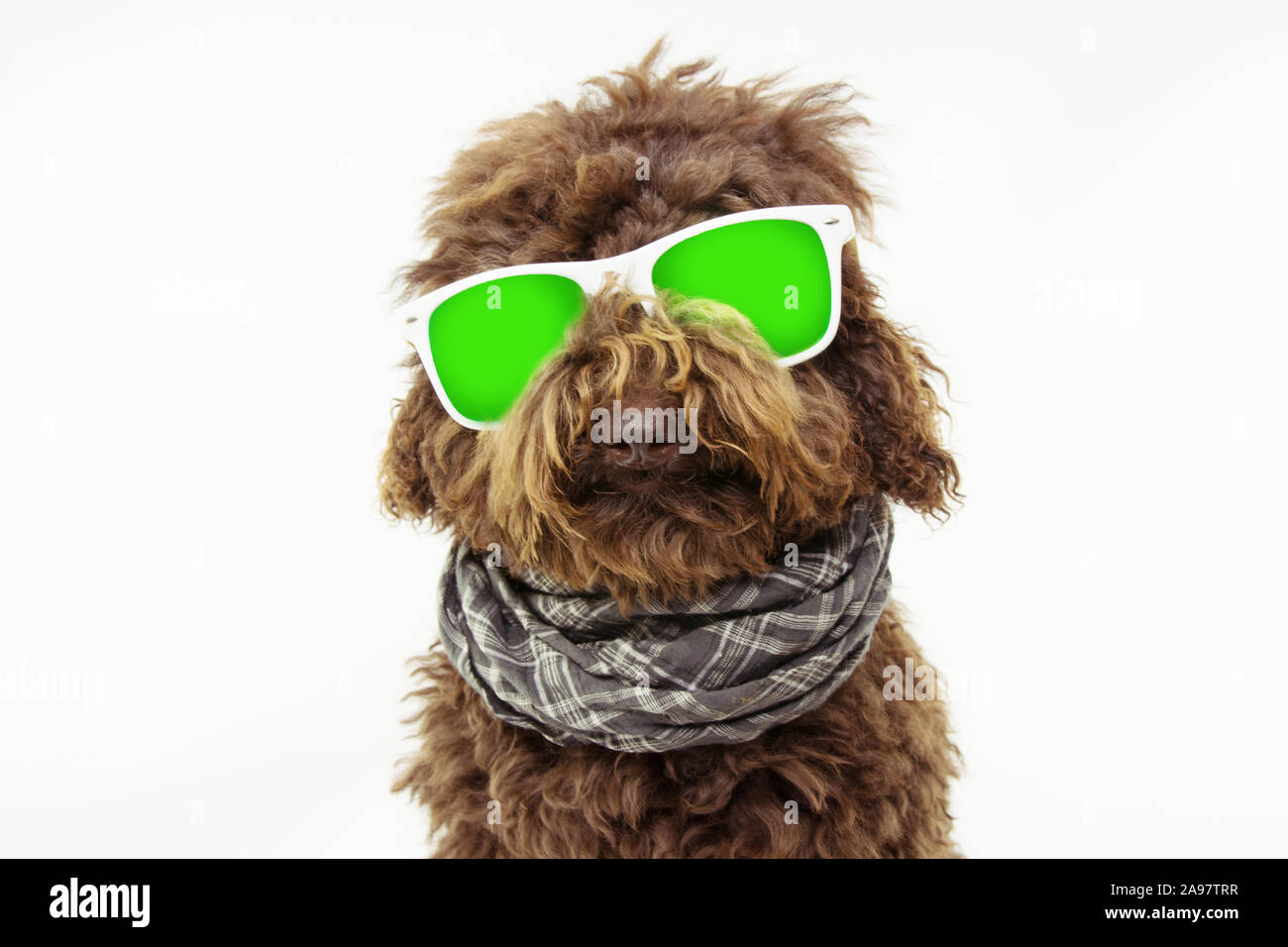 Modische pooddle Hund tragen weiße Gläser und Schal auf Sommer. Auf weissem Hintergrund. Stockfoto