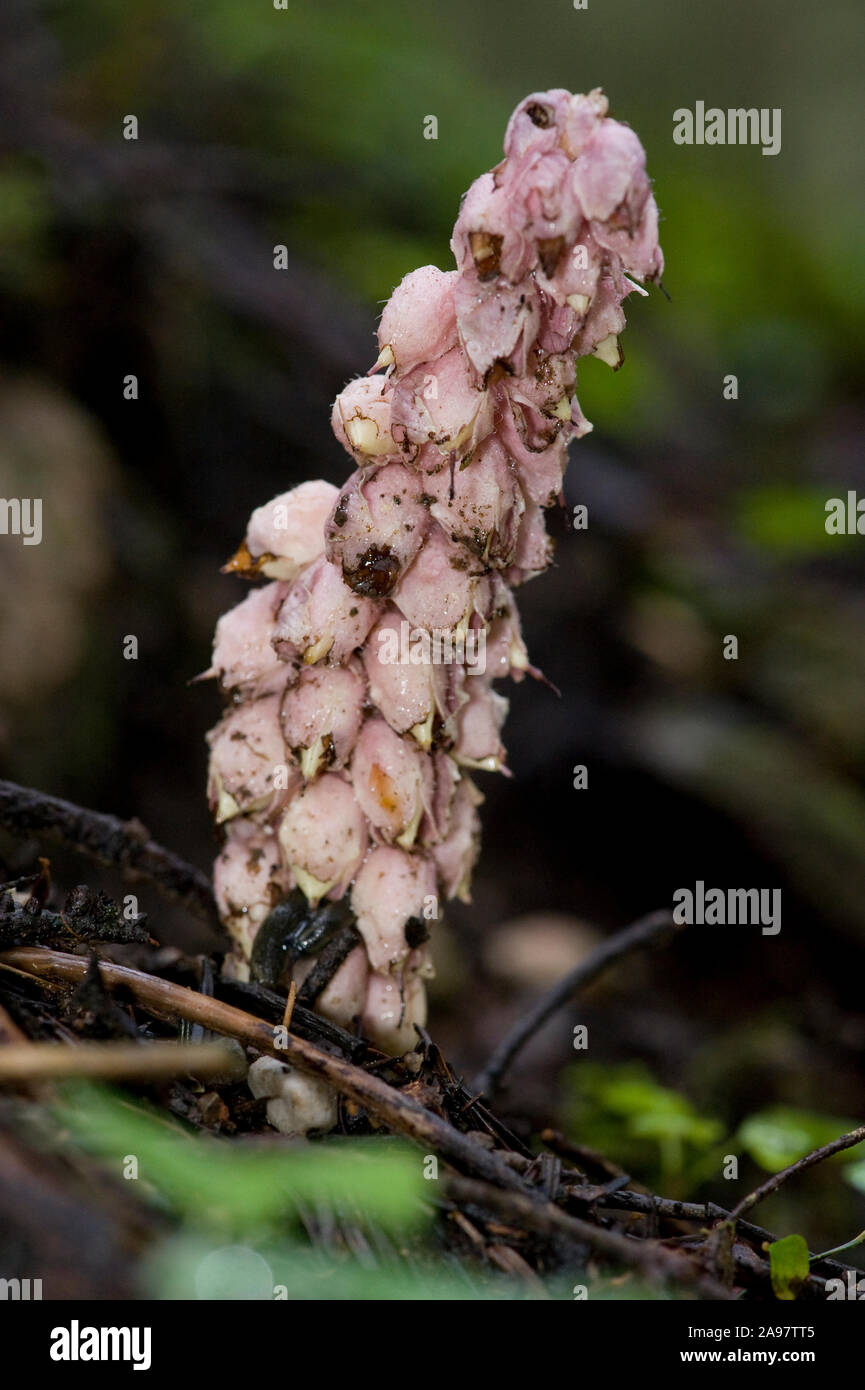 Lathraea squamaria ssp. Squamaria Schuppenwurz, Gewoehnliche, Gemeinsame toothwort Stockfoto