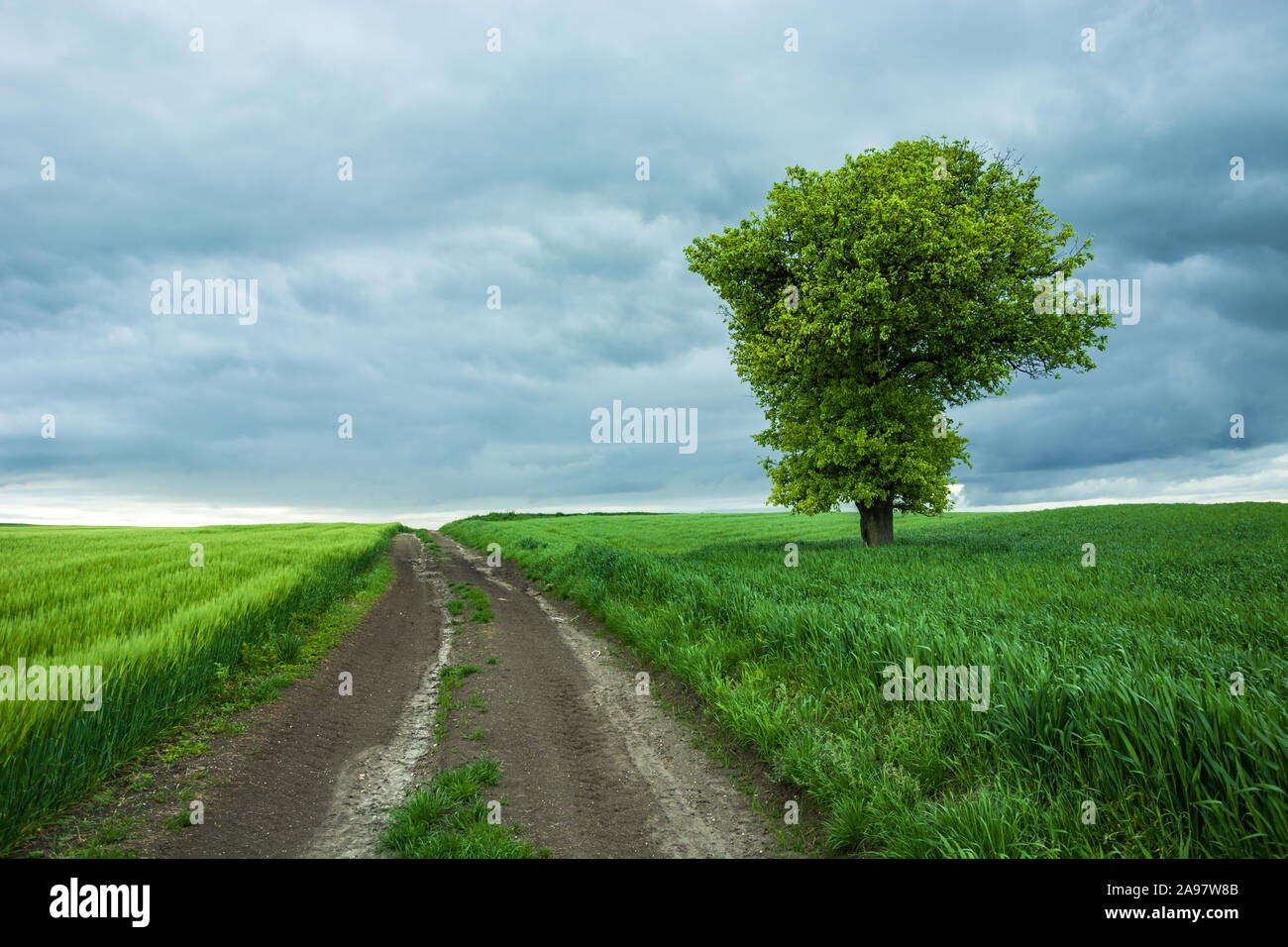 Unbefestigte Straße durch grüne Felder und einsame großer Laubbaum, Horizont und dunkle Wolken. Staw, Polen Stockfoto