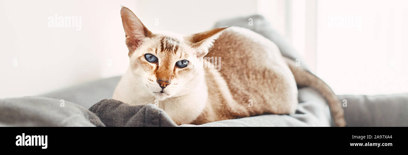 Blue-eyed orientalische Katze liegend auf der Couch Sofa bei Kamera schaut. Flauschige inländischen pet mit blauen Augen Entspannen Zuhause zu Hause. Adorable pelzigen Tier Felin Stockfoto