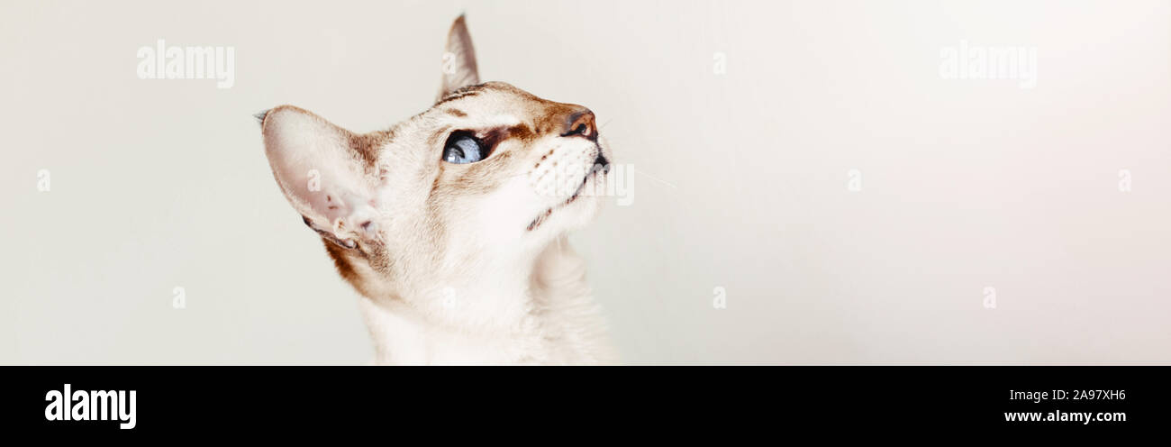 Blue-eyed orientalischen Rasse Katze oben zu schauen. Flaumig behaarten inländischen pet mit blauen Augen entspannt zu Hause. Adorable pelzigen Tier Katze Freund. Web Banner er Stockfoto