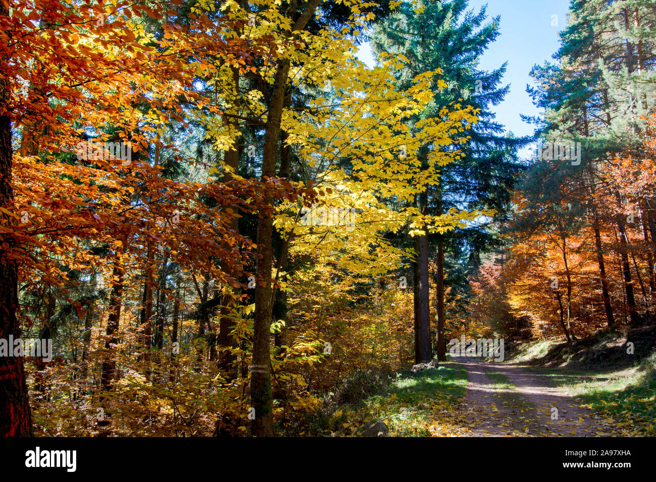 Letzten sonnigen Tage im November in den Vogesen in Frankreich Stockfoto