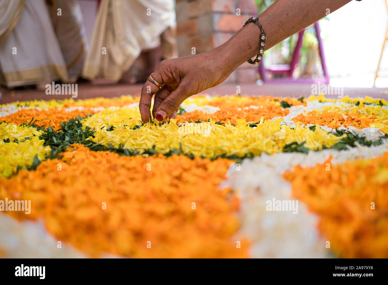 Nahaufnahme einer Hand, die Vorbereitung pookalam, einem traditionellen Blumen Dekoration onam Festival in Kerala zu feiern. Stockfoto