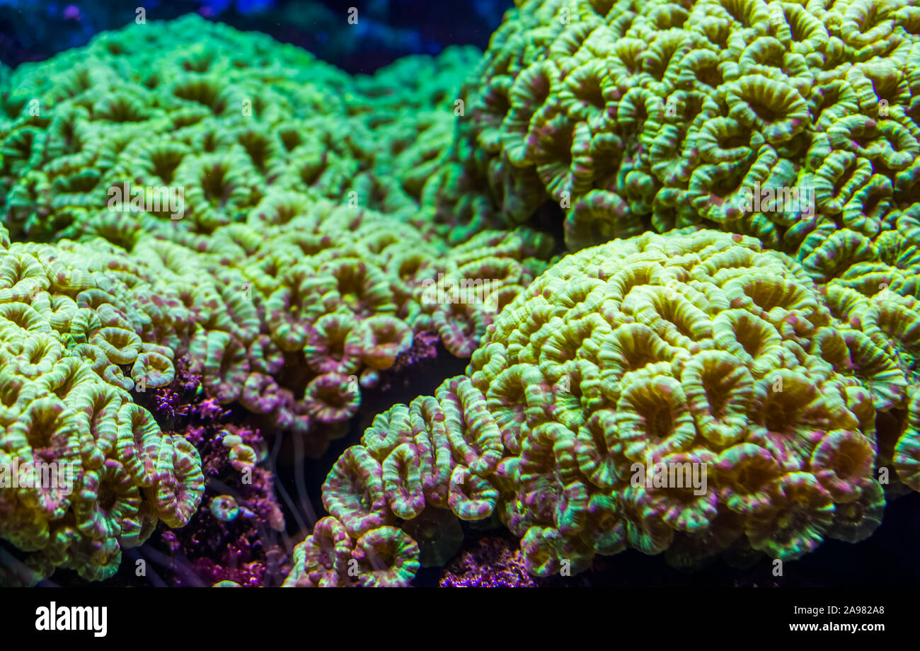 Nahaufnahme der große Blume Korallen, Stony Coral specie vom karibischen Meer, marine Leben Hintergrund Stockfoto