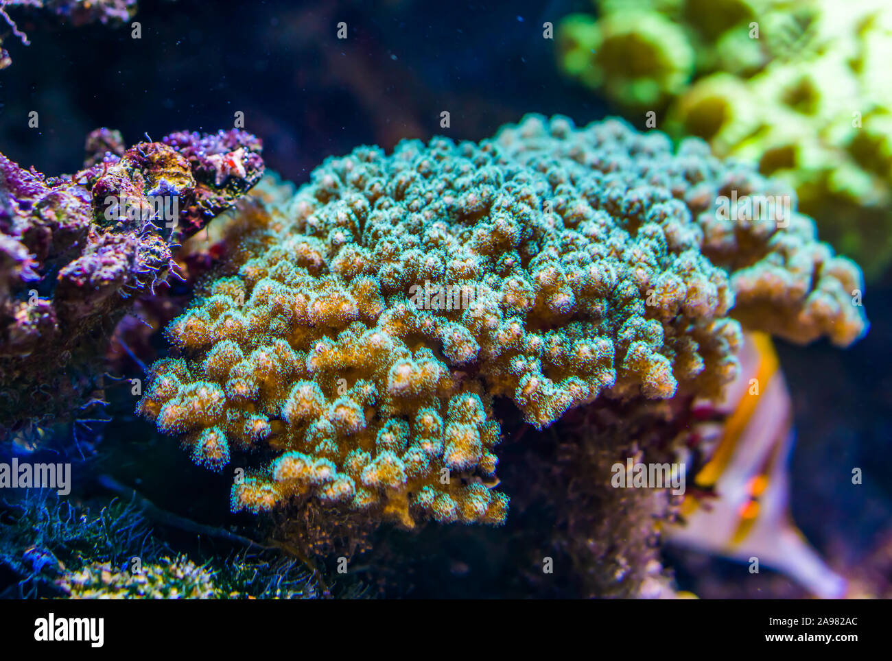 Nahaufnahme von einem tropischen Stony coral Specie, populäre dekorative Tiere für das Aquarium, das das Meeresleben Hintergrund Stockfoto