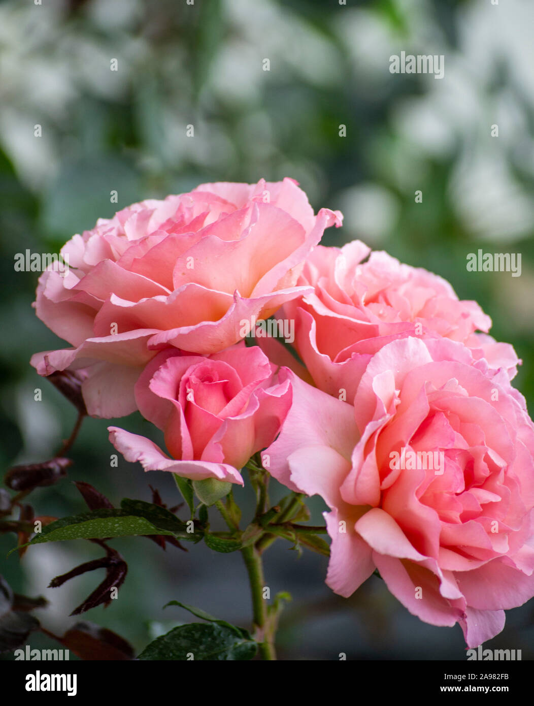 In der Nähe von rosa blühende Rosen im Garten Stockfoto