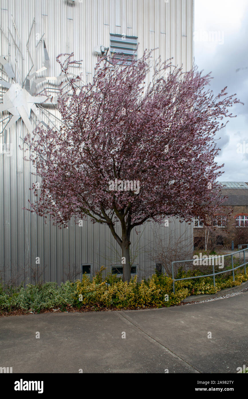 Rosa Blüte Myrobalan Cherry Plum (Prunus cerasifera 'Nigra') Baum, London SE14 Stockfoto