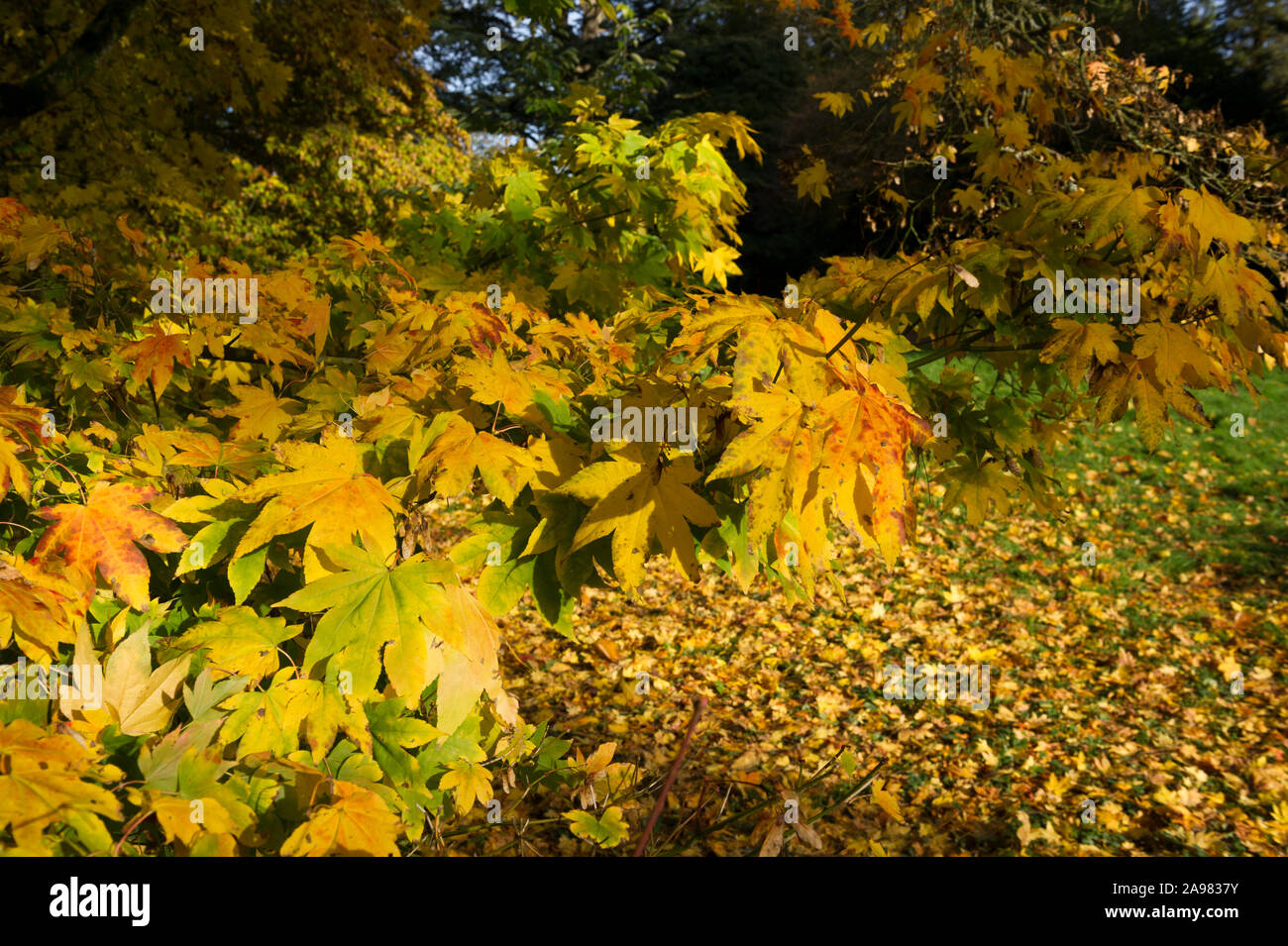 Herbst Farben bei Westonbirt, die National Arboretum, Gloucestershire, England Stockfoto