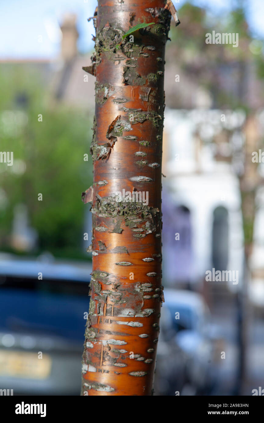 Rinde eines Mandschurischen Kirsche (Prunus maackii 'Orange Beauty') Straße Baum, London Stockfoto