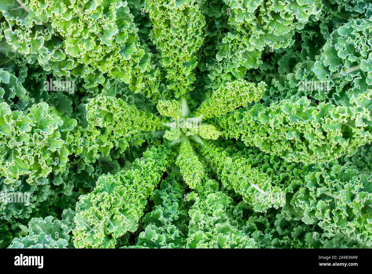 Grünkohl Kale Stockfoto