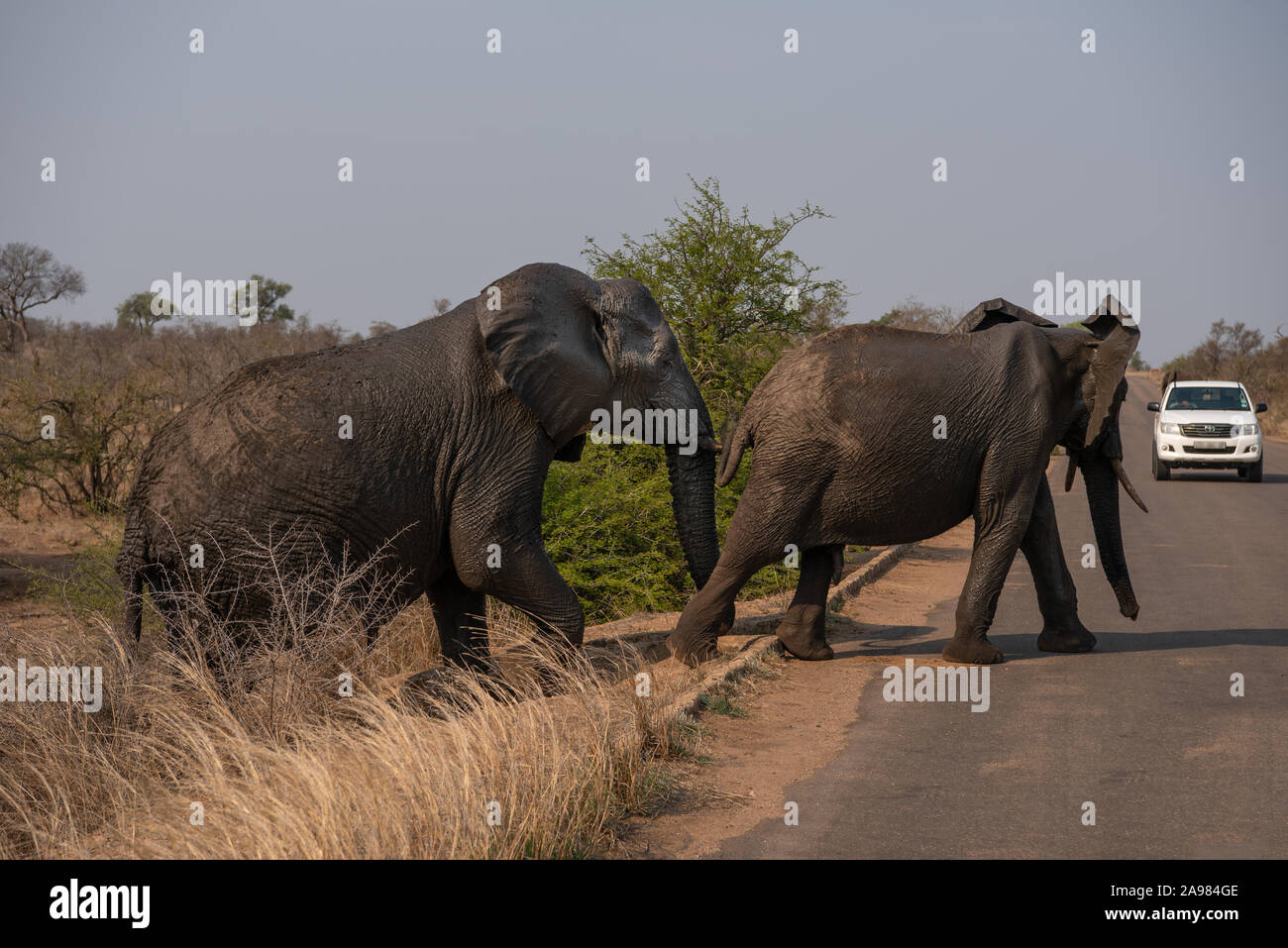 Besucher Elefanten beobachten, überqueren Sie die Straße in den Kruger National Park Stockfoto