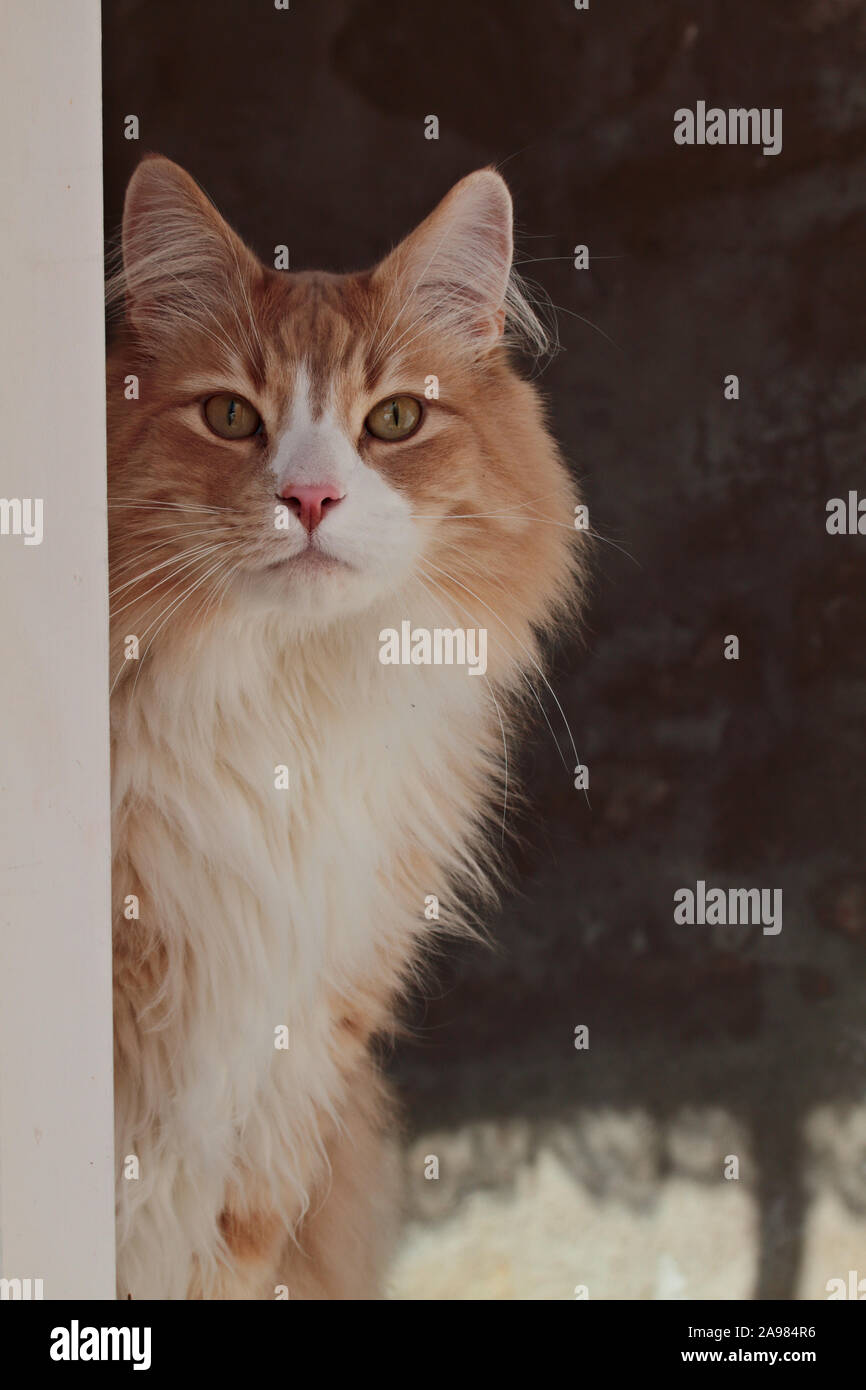 Eine Norwegische Waldkatze männlichen Blick aus einem Fenster Stockfoto