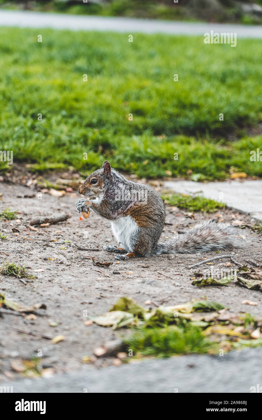 Ein Eichhörnchen essen Muttern auf das Gras mit sunlihgt in Boston Public Garden Stockfoto
