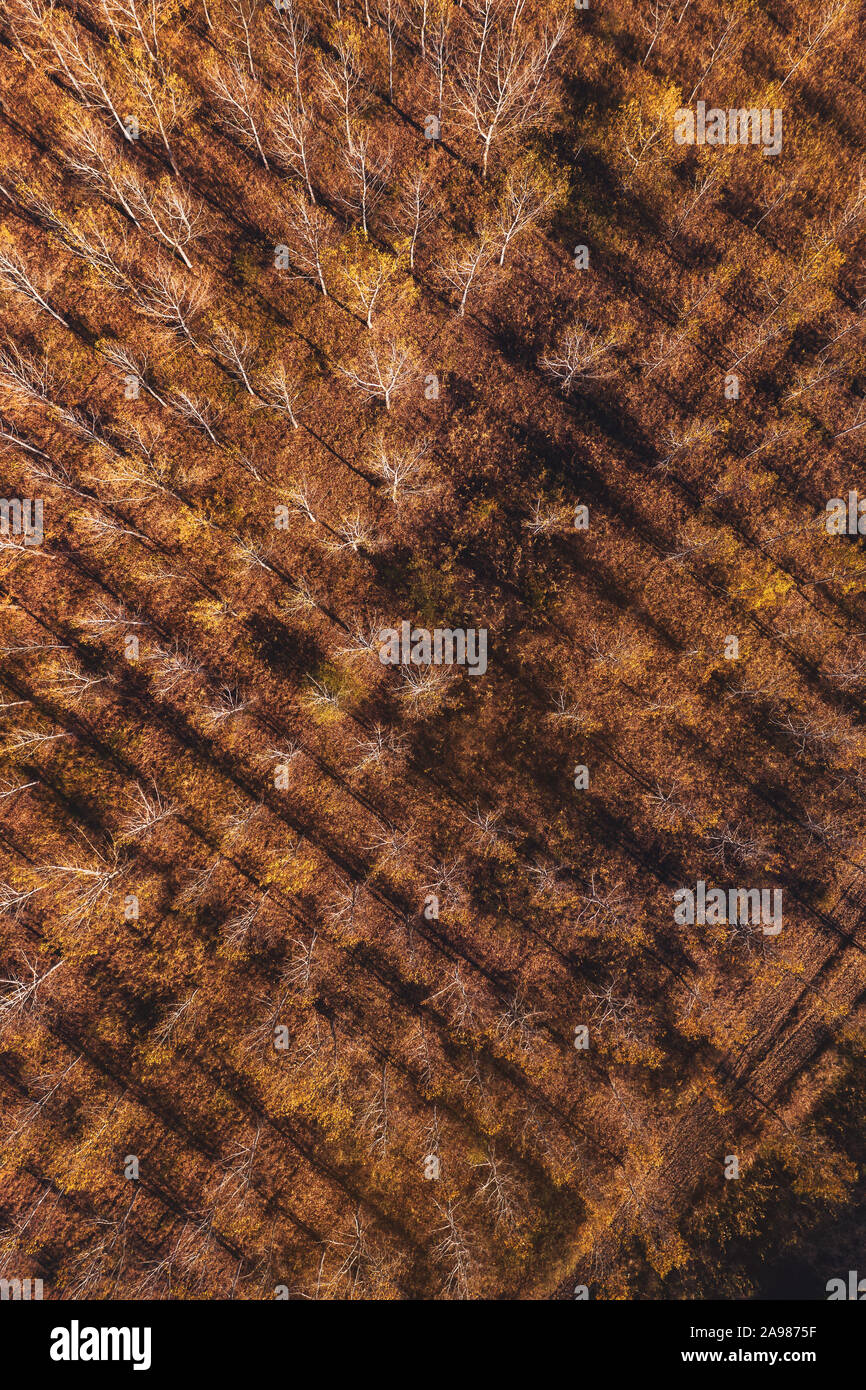 Antenne Blick von oben auf die cottonwood Wald im Herbst von Drone pov Stockfoto