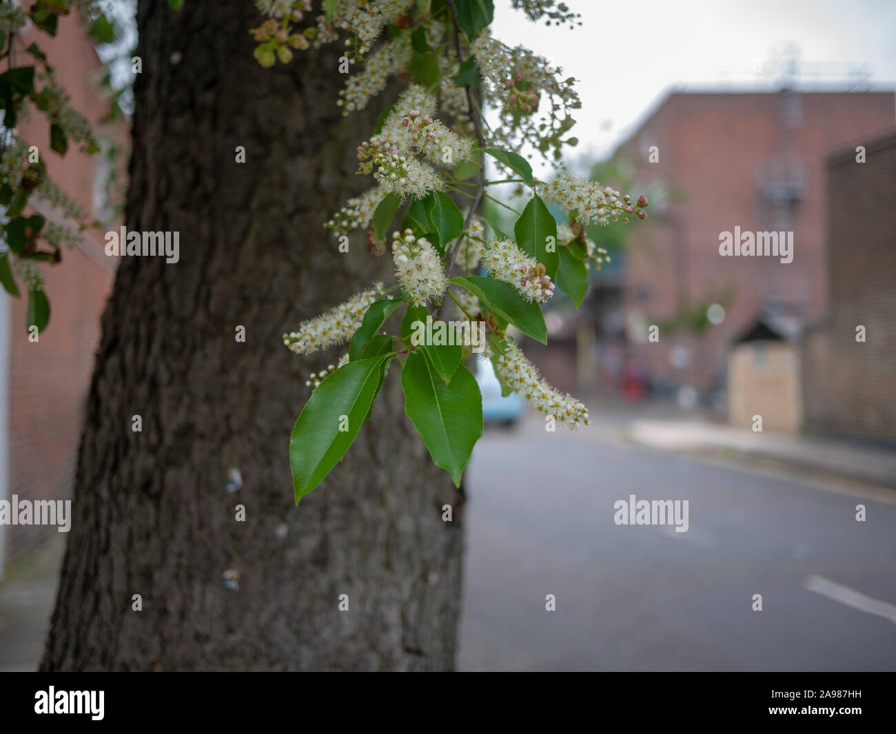 Nahaufnahme der Blütenstände, Blätter und rissige Rinde eines Black Cherry (Prunus serotina) Straße Baum, Islington, London N 19. Stockfoto