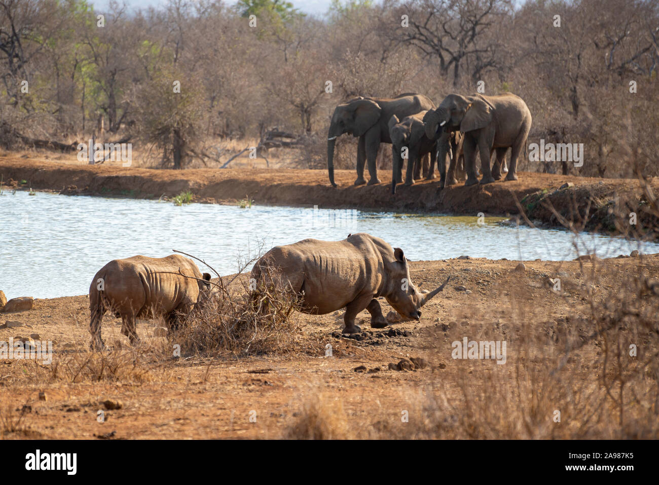 Zwei Nashörner zu Fuß neben einem Wasserloch, während eine Familie von Elefanten trinken etwas Wasser in der Rückseite Stockfoto