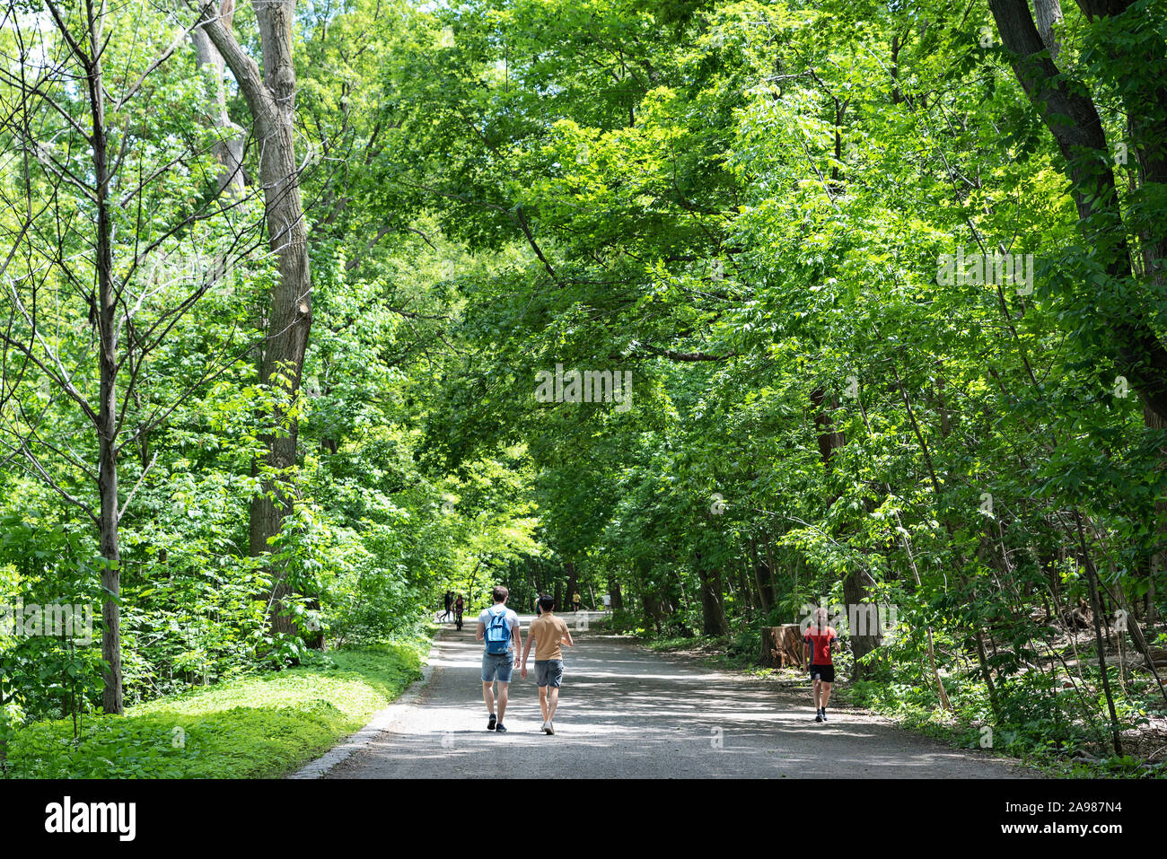 Wanderwege am Mont Royal Park im Sommer, Plateau Mont Royal, Montreal, Quebec, Kanada Stockfoto