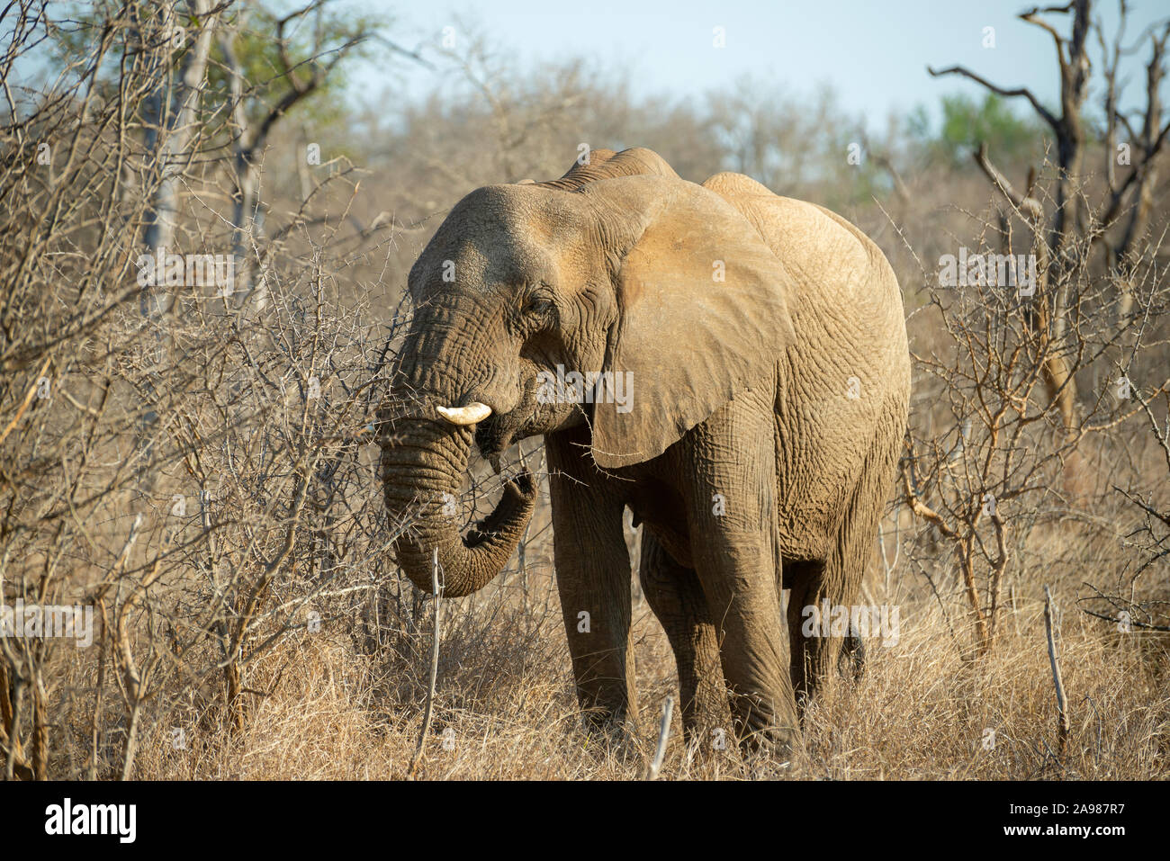 Ein großer Elefant Spaziergänge durch die afrikanische Savanne Stockfoto