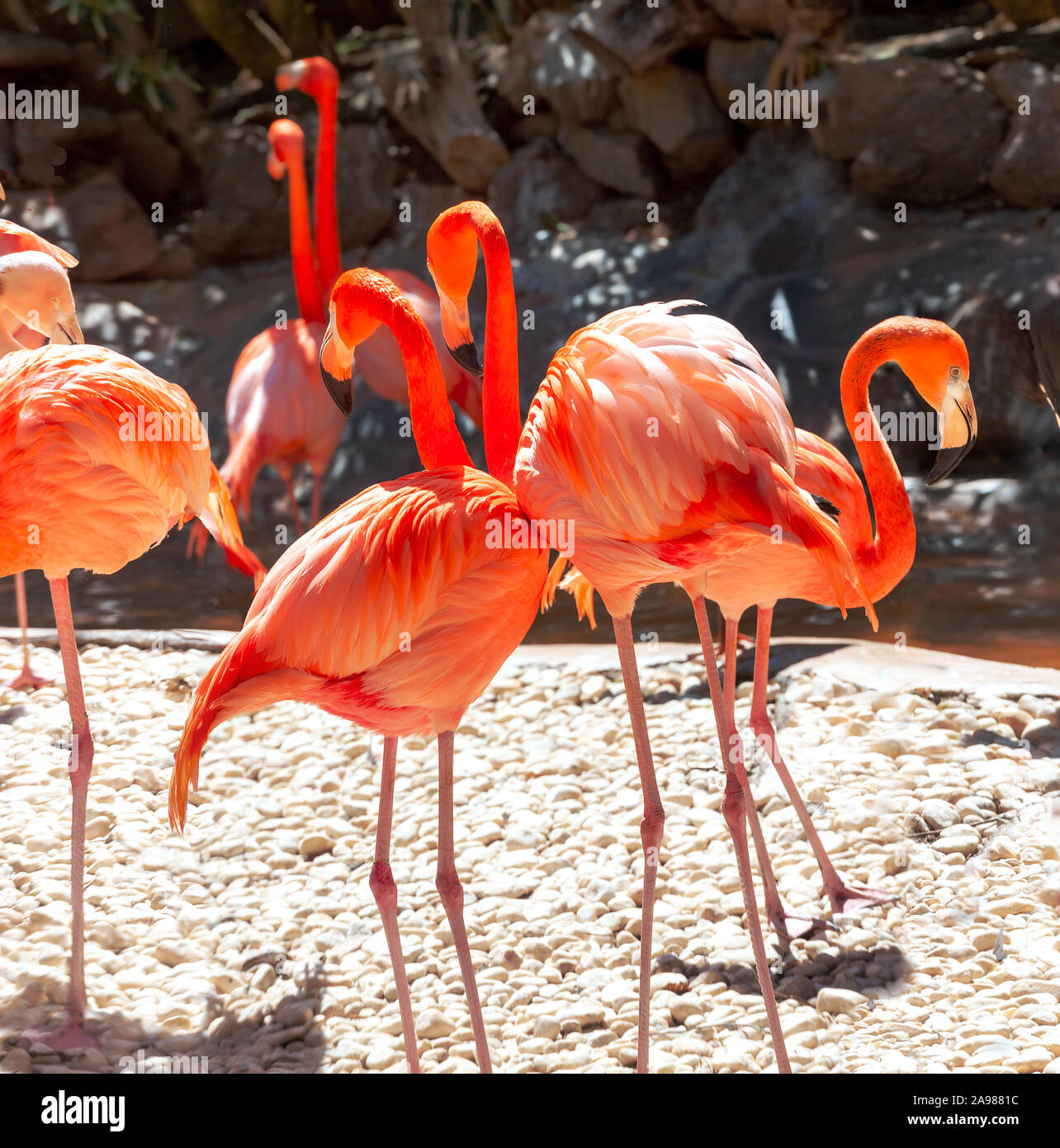 Bunte flamingo Vögel. Gran Canaria, Kanarische Inseln, Spanien Stockfoto