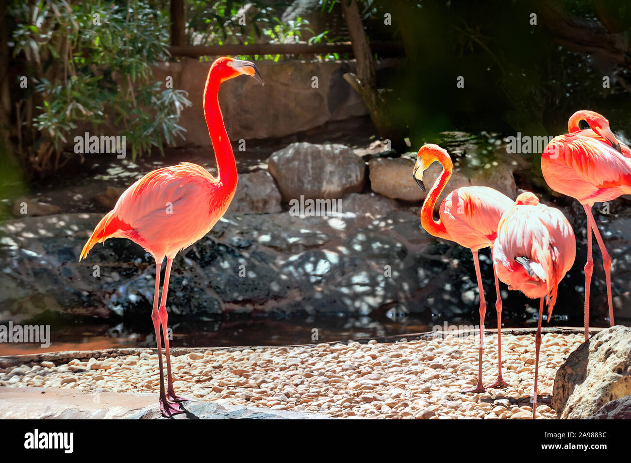 Bunte flamingo Vögel. Gran Canaria, Kanarische Inseln, Spanien Stockfoto