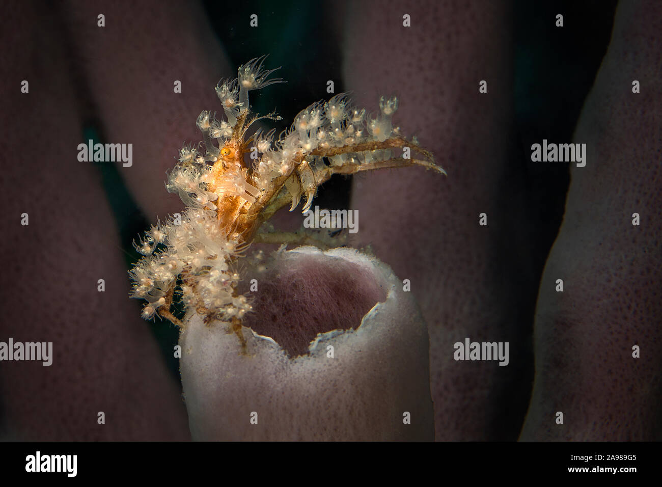 Stachelige Seespinne (Achaeus Spinosus). Unterwasser Makrofotografie von Lembeh Strait, Indonesien Stockfoto