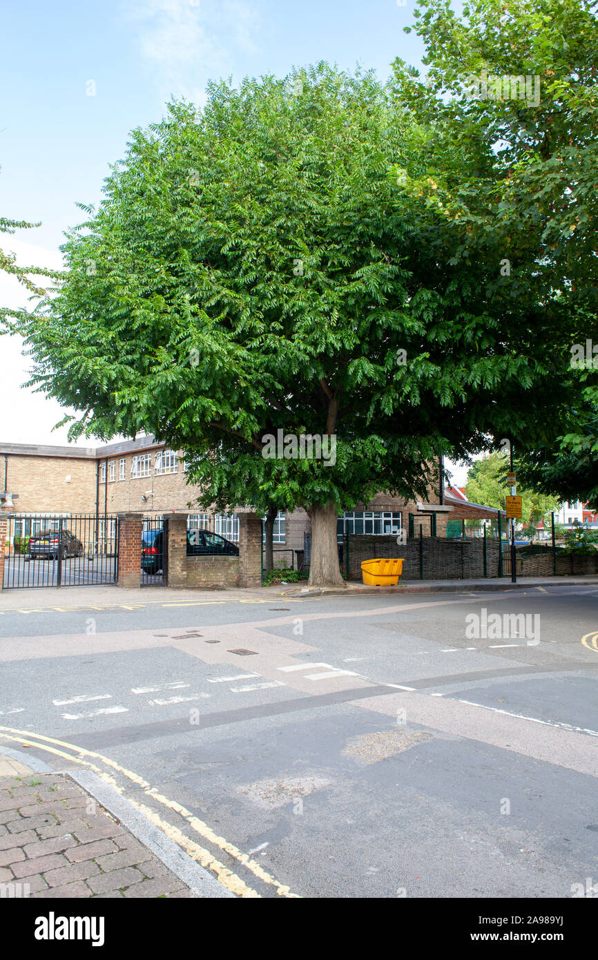 Kaukasische Wingnut (Pterocarya fraxinifolia) städtische Baum, Sussex, London N 19. Stockfoto