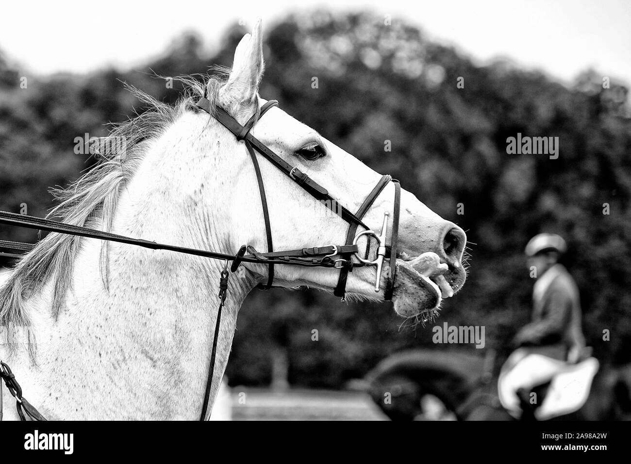 Trofeo internazionale Coppa d'Oro Città di Caserta, Reggia di Caserta 16/10/2016 Ph. Vincenzo Izzo Stockfoto