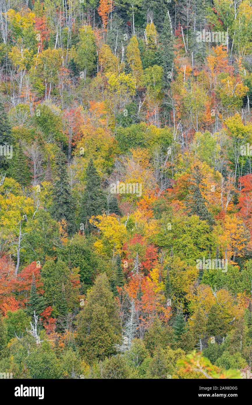 In den herbstlichen Laubwald gemischt, Herbst, Mystery Lookout, Minnesota, von Dominique Braud/Dembinsky Foto Assoc Stockfoto
