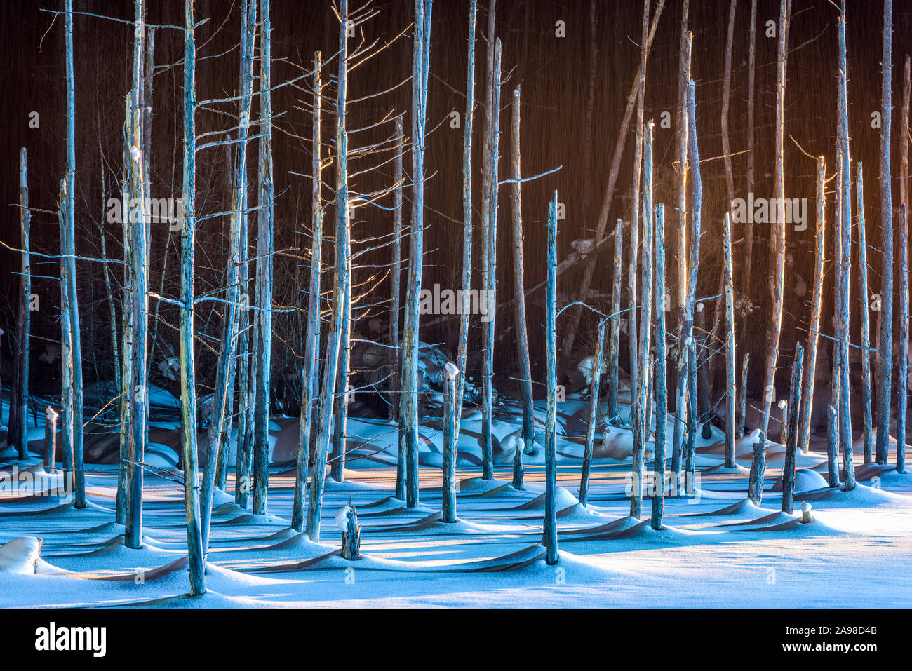 Biei, Japan in der Aoike blauen Teich im Winter bei einer nächtlichen Beleuchtung. Stockfoto