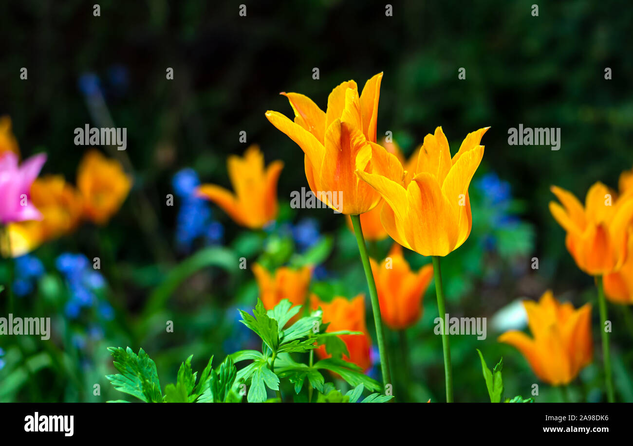 Blühende yellow tulip in einem Garten, mit einer selektiven Fokus und eine geringe Tiefenschärfe fotografiert, verschwommenen Hintergrund Stockfoto