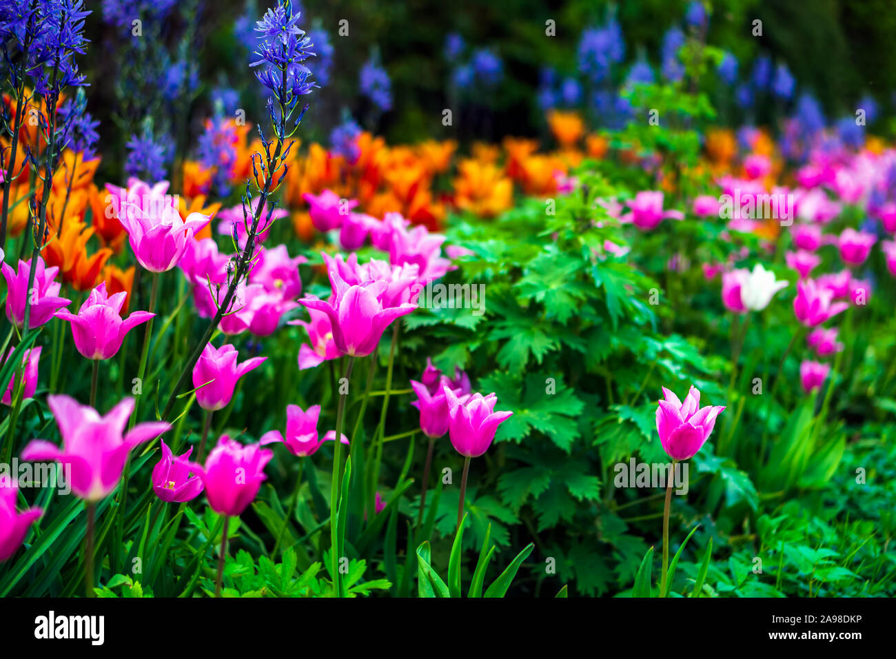 Blühende rosa Tulpe in einem Garten, mit einer selektiven Fokus und eine geringe Tiefenschärfe fotografiert, verschwommenen Hintergrund Stockfoto