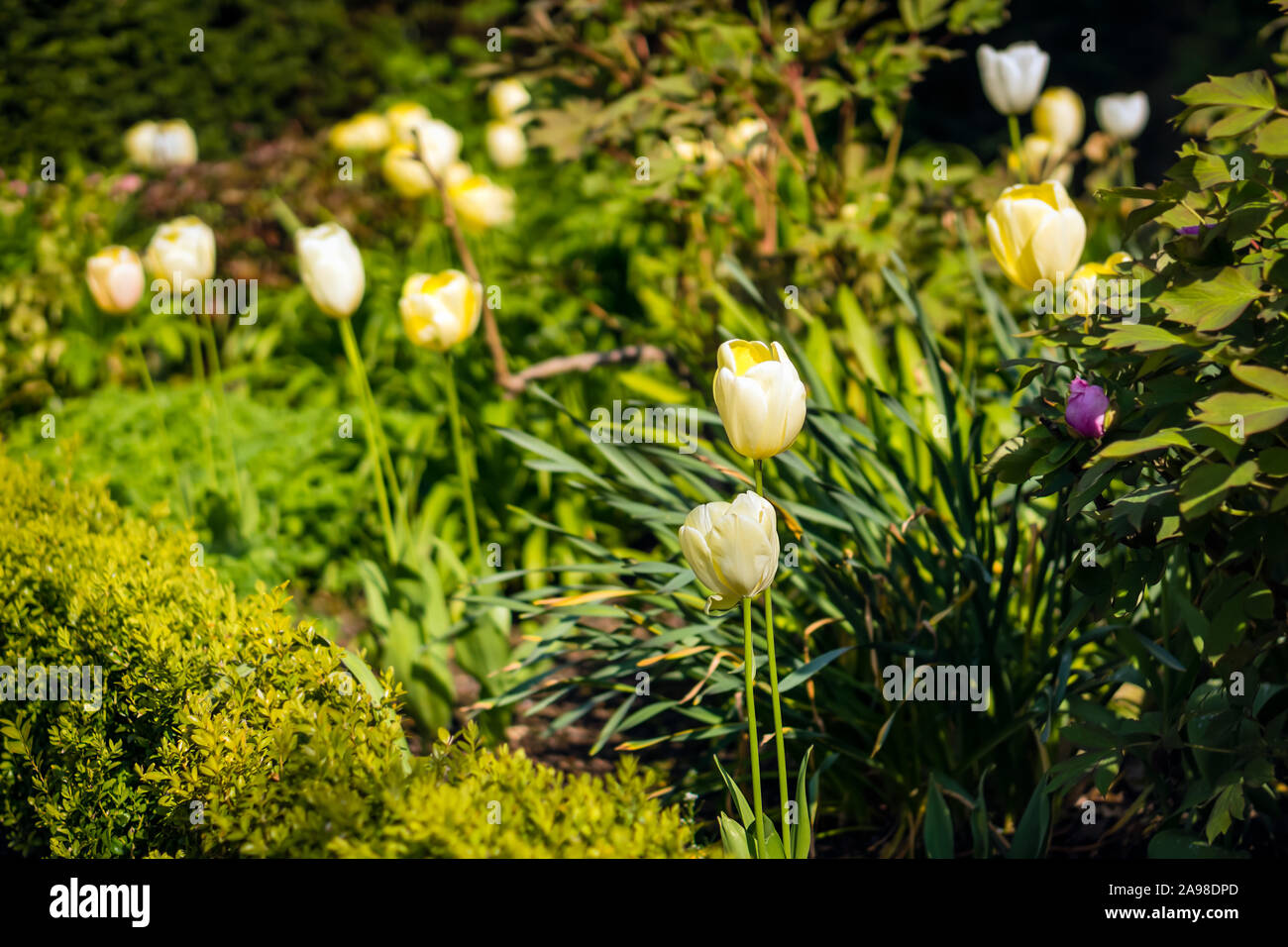 Blühende yellow tulip in einem Garten, mit einer selektiven Fokus und eine geringe Tiefenschärfe fotografiert, verschwommenen Hintergrund Stockfoto