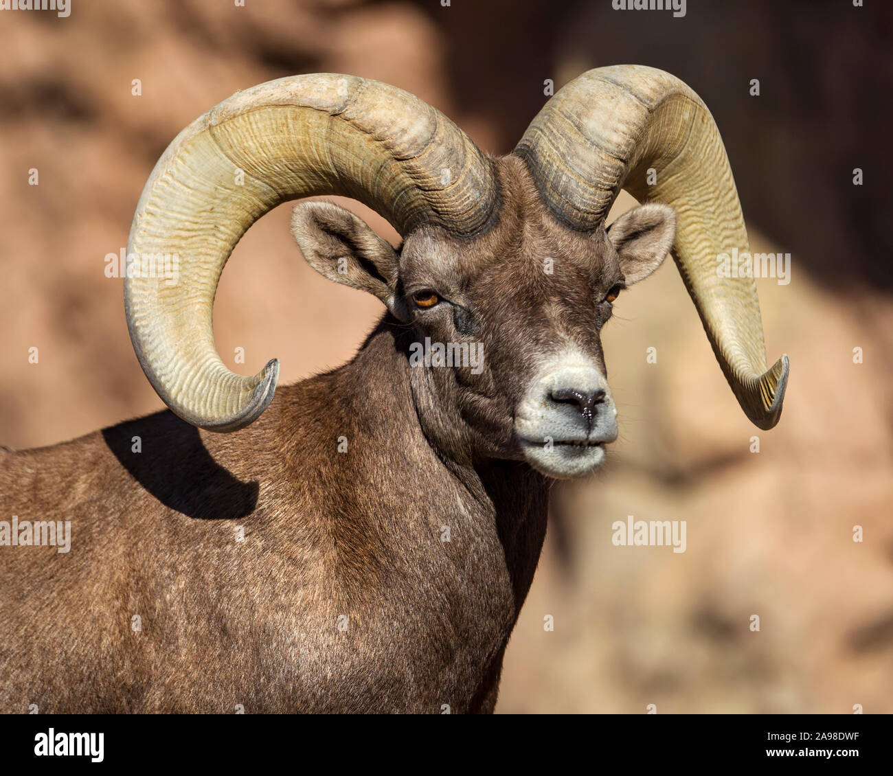 Wüste Bighorn Schafe Stockfoto