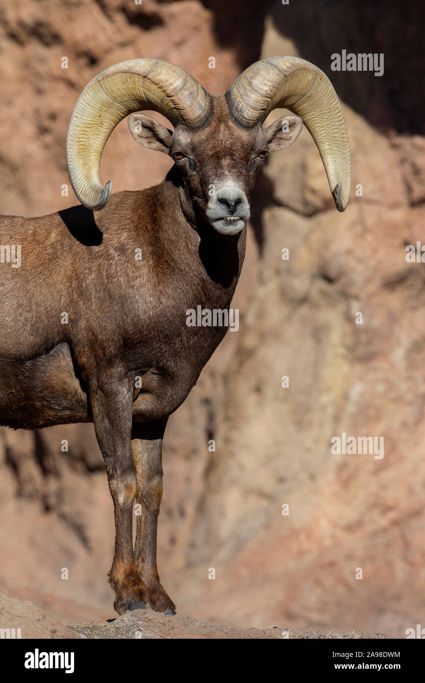 Wüste Bighorn Schafe Stockfoto