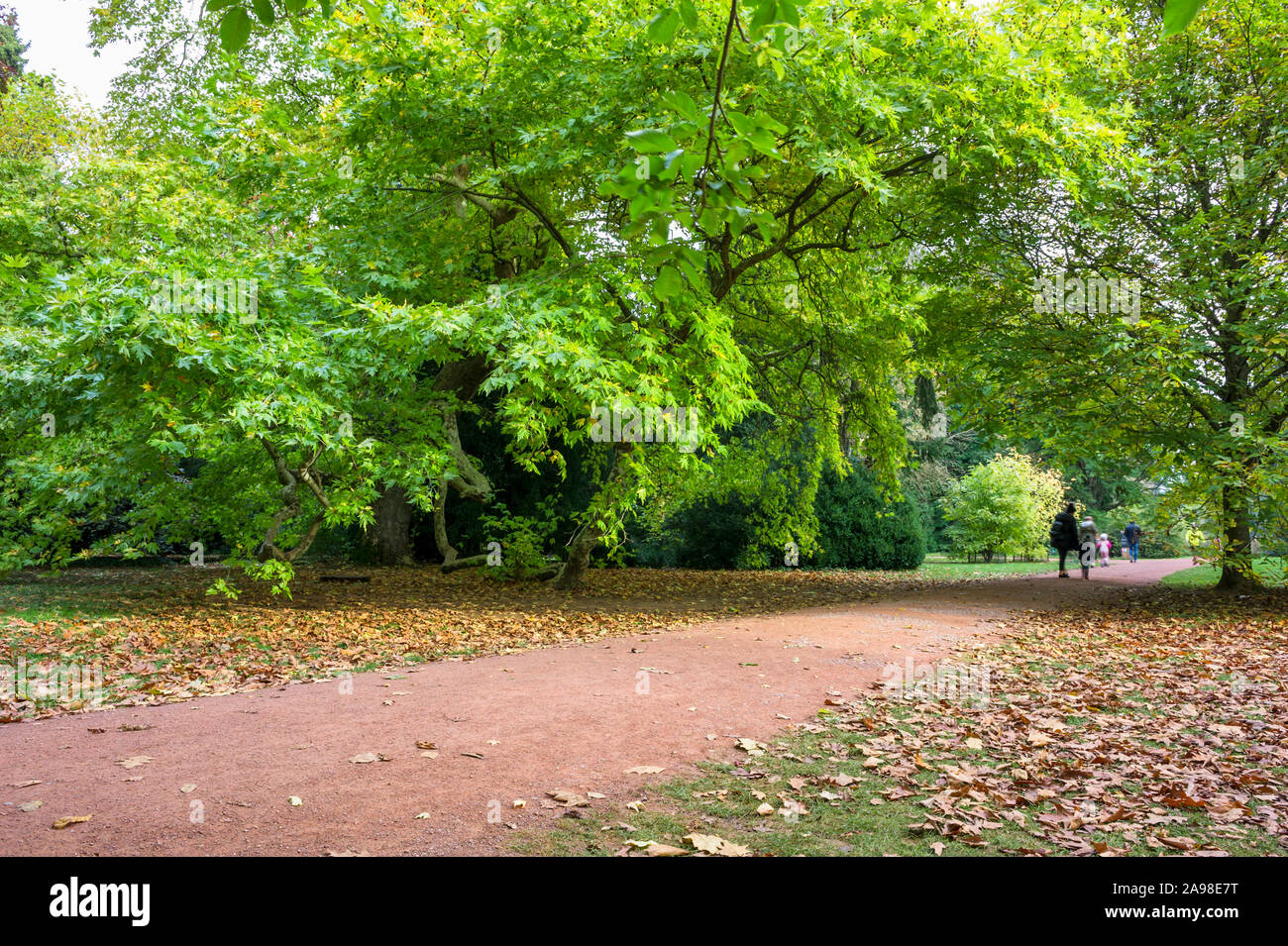 Herbst Farben bei Westonbirt, die National Arboretum, Gloucestershire, England Stockfoto