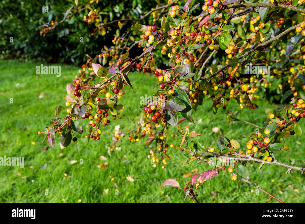 Rote und gelbe Beeren im Herbst Farben bei Westonbirt, die National Arboretum, Gloucestershire, England Stockfoto