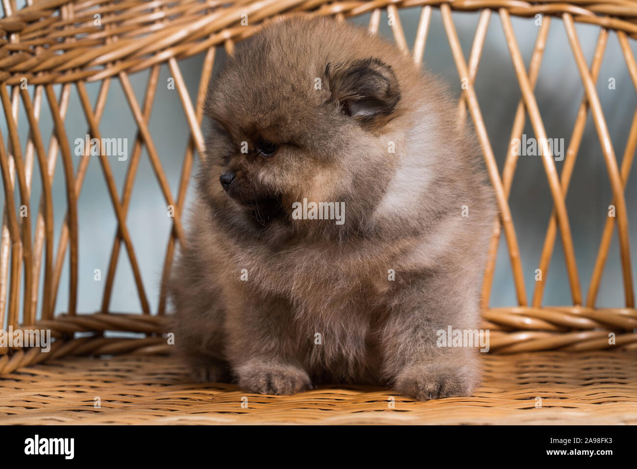 Cute Puppy von Miniatur Pomeranian Spitz Zwergspitz oder Zwerg Spitz auf einem Stuhl. Kleiner Hund ist 2 Monate alt. Stockfoto