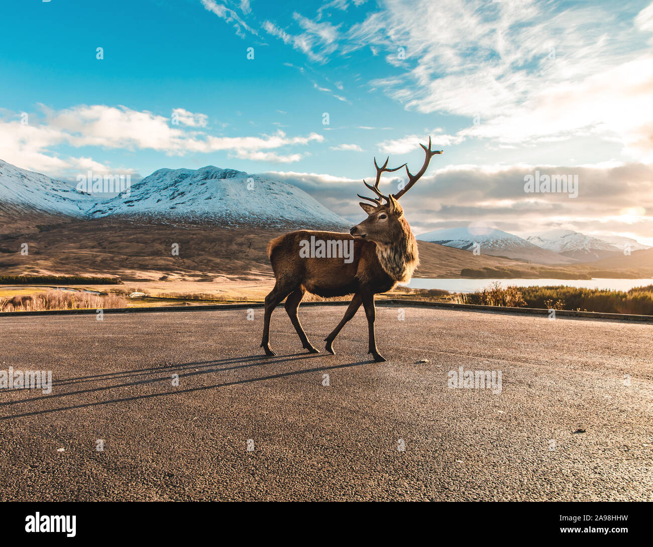 Monarch der Glen. Stockfoto