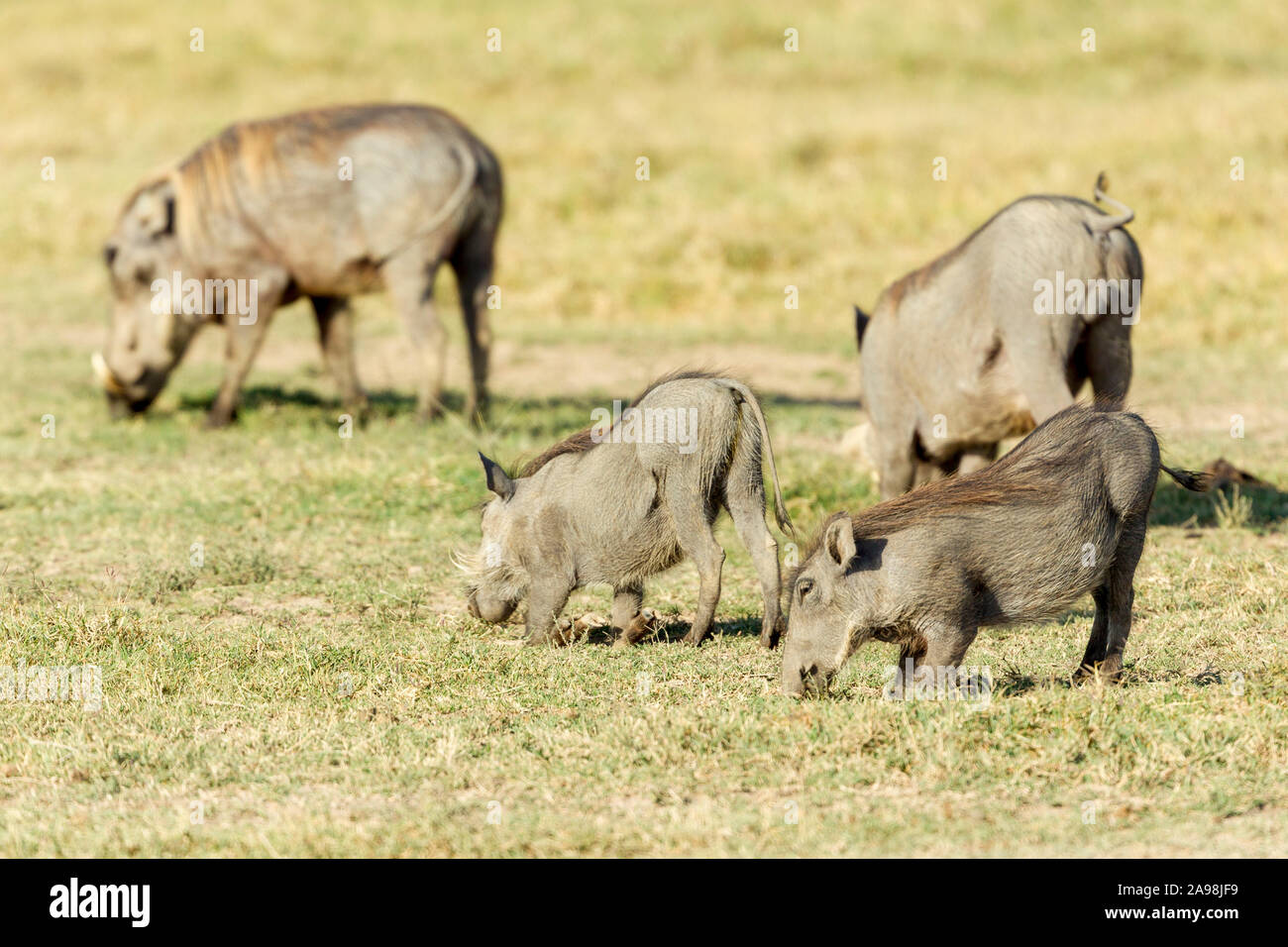 Gemeinsame warzenschwein Familie Gruppe zusammen Füttern im Grünland, Querformat, Laikipia, Ol Pejeta Conservancy, Kenia, Afrika Stockfoto
