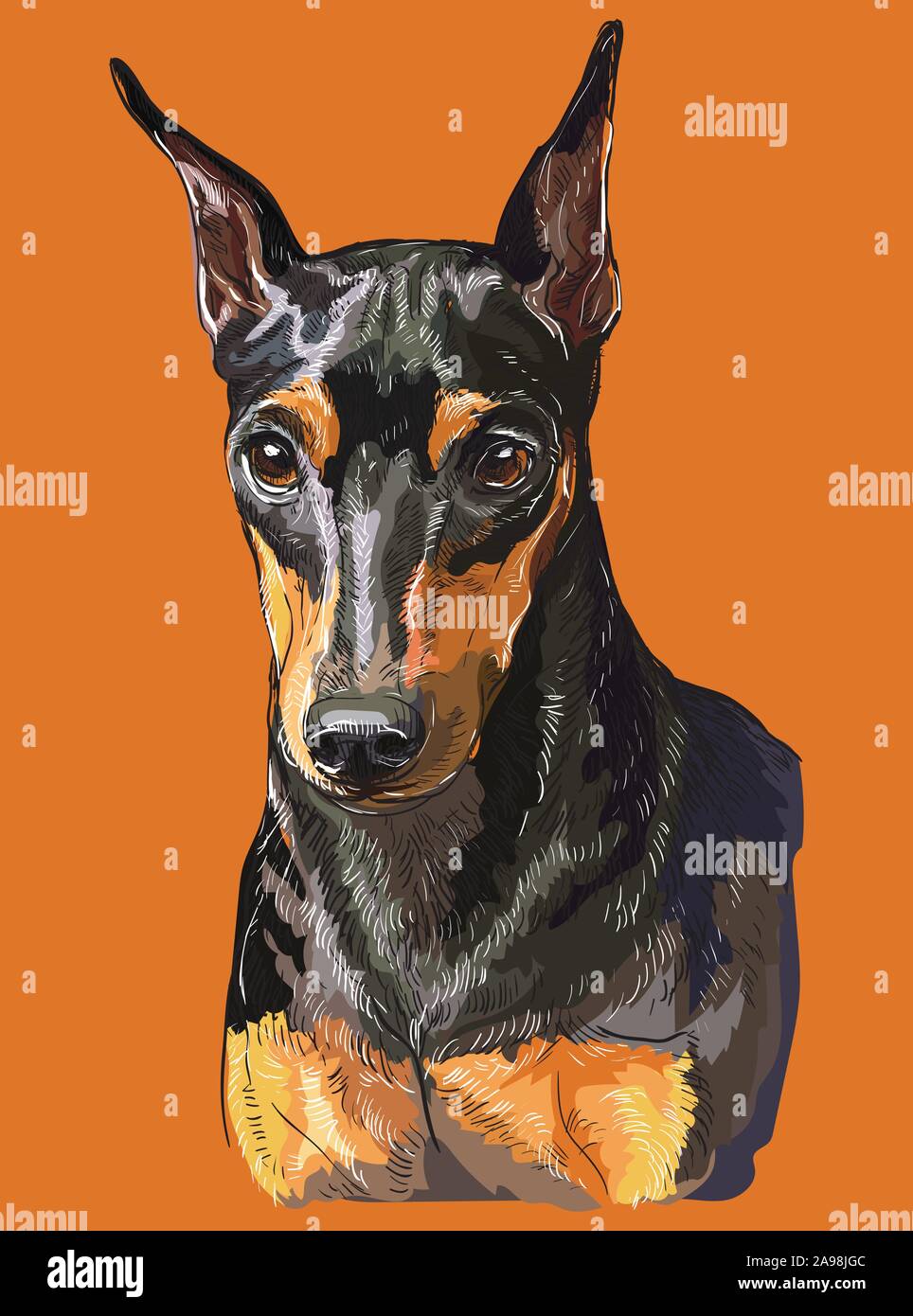 Realistisches Portrait von Hund Zwergpinscher. Bunte Vektor hand Zeichnung Abbildung auf orangefarbenem Hintergrund isoliert. Stock Vektor