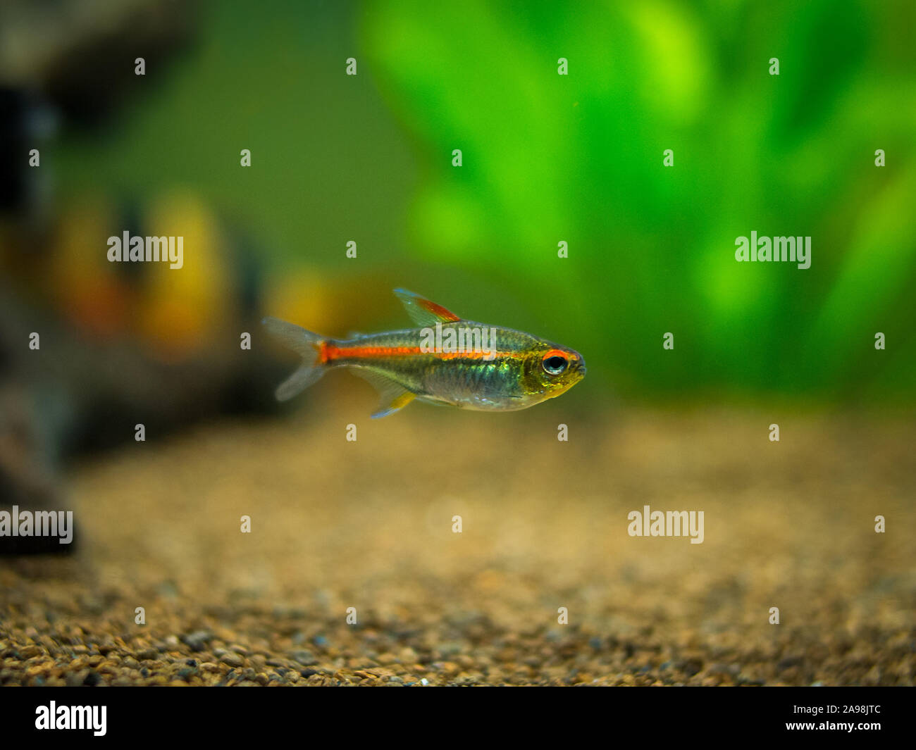 Tetra growlight (Hemigrammus Erythrozonus) in ein Aquarium Stockfoto