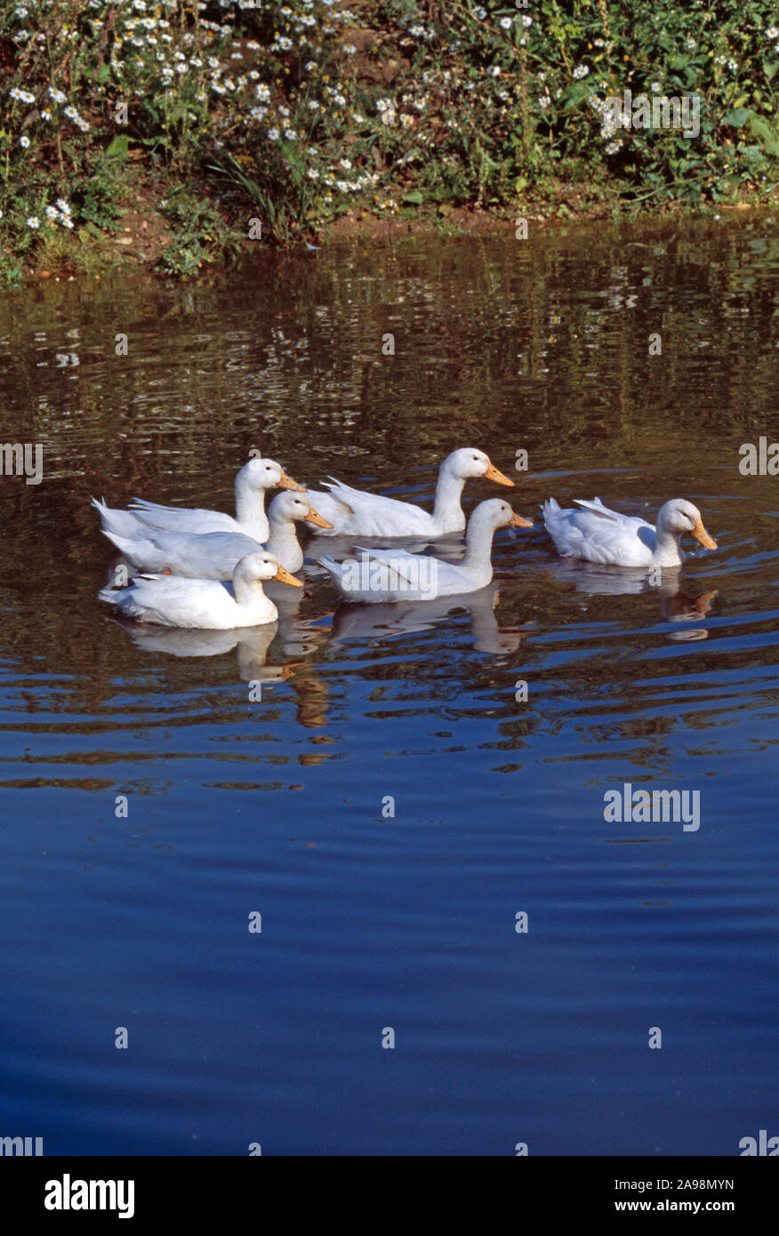 AYLESBURY ENTEN (ANAS PLATYRHYNCHOS DOMESTICUS), Schwimmen auf dem Bauernhof Teich. Weiße Federn, Gefieder. Einheimische Rasse für die Fleischproduktion. Norfolk, England Stockfoto